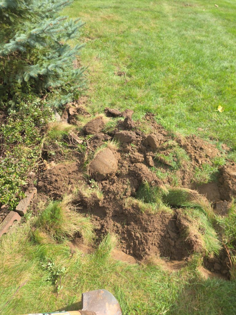 Residential lawn with fresh excavation piles where underground pipe work is starting